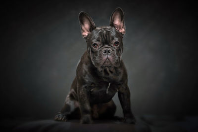 Portrait of dog sitting against black background