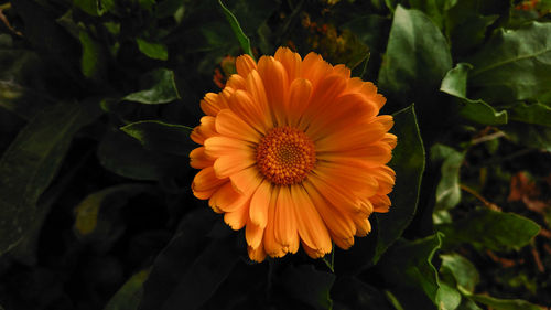 Close-up of yellow flower blooming outdoors