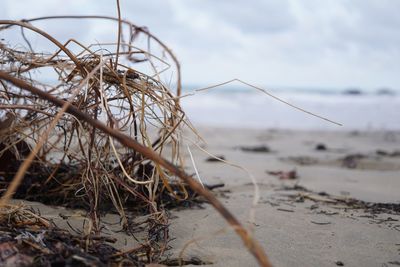 Close-up of fishing net at beach against sky