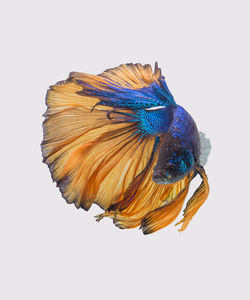 Close-up of butterfly on white background