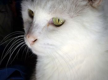 Close-up portrait of cat