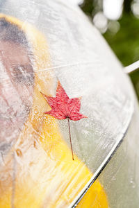 Close-up of yellow flower