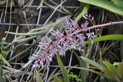 Close-up of pink flowers growing on plant