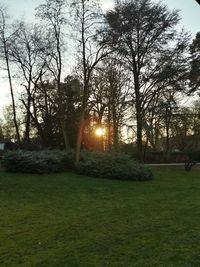 Sun shining through trees on field