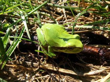 Close-up of green frog on land