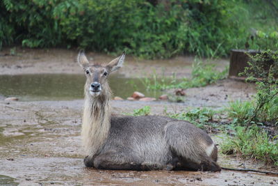 A waterbuck takes a little rest.