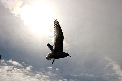 Low angle view of bird flying against sky