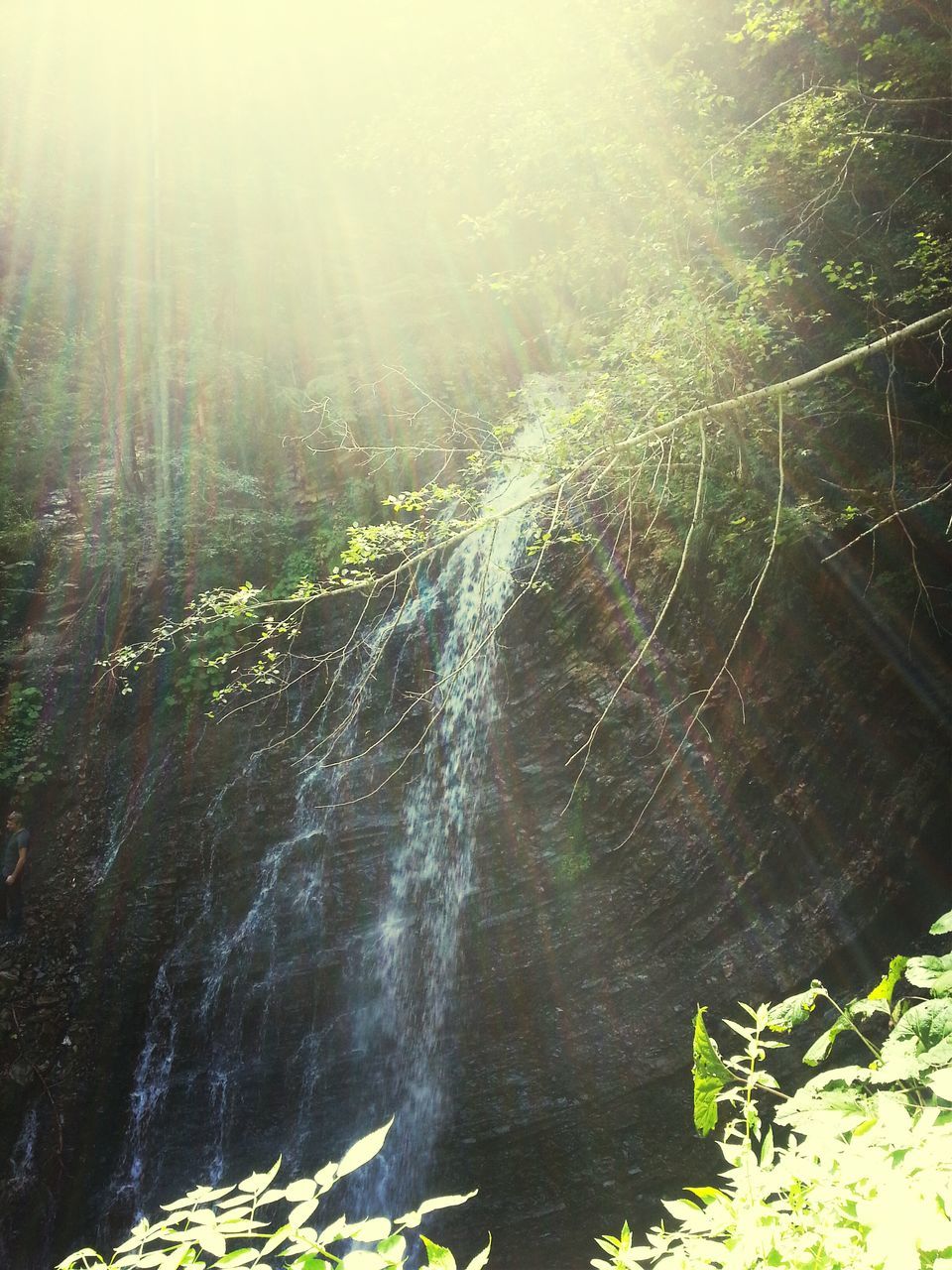 water, sunbeam, sunlight, sun, tree, nature, growth, lens flare, beauty in nature, plant, tranquility, green color, scenics, sunny, tranquil scene, day, outdoors, river, no people, forest