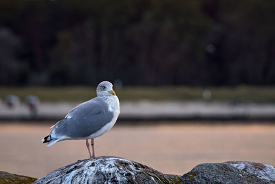 Close-up of seagull perching on rock