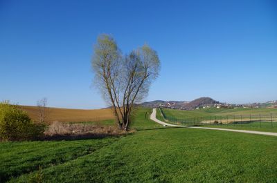 Tree on landscape against clear blue sky