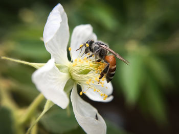 Close-up of bee on white flower