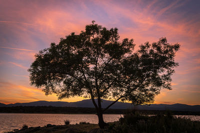 Silhouette tree against orange sky during sunset