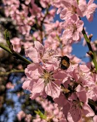 Close-up of bee pollinating on pink cherry blossom