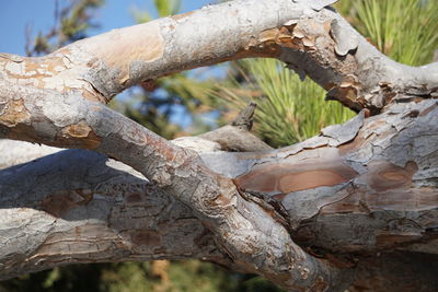 Close-up of tree trunk