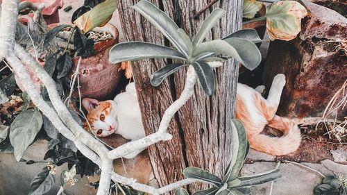High angle view of a cat with plants