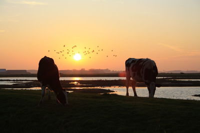 Two grazing cows at sunset in texel, the netherlands