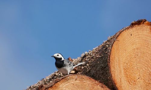 Low angle view of bird on wood against clear sky