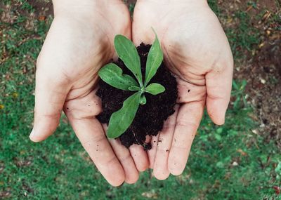 Midsection of person holding plant