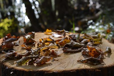 Close-up of autumn leaves in forest