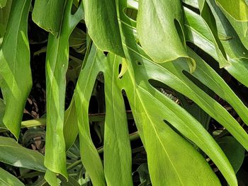 Full frame shot of plants growing on field