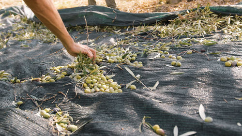 Low section of person picking vegetables