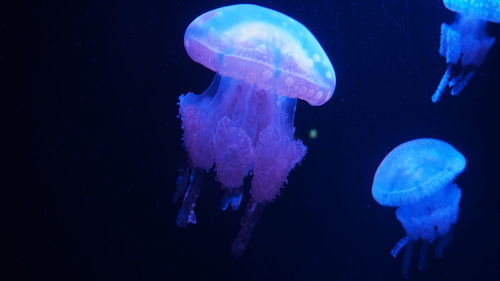 Close-up of jellyfish against black background