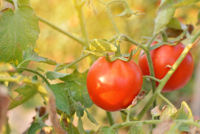 Close-up of red tomatoes growing at farm