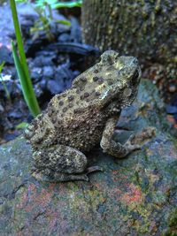 Close-up of lizard on rock