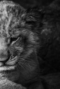 Close-up of cat relaxing