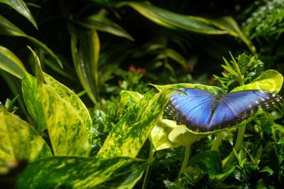 Close-up of honey bee on purple flower