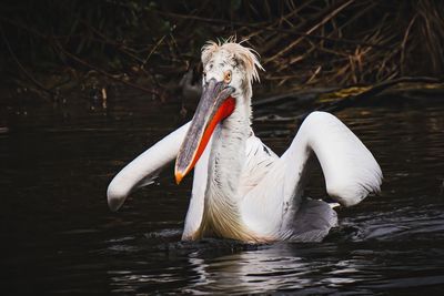 Close-up of pelican swimming in lake