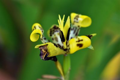 Close-up of yellow flower