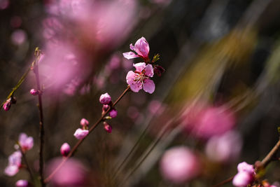 Close-up of pink cherry blossoms