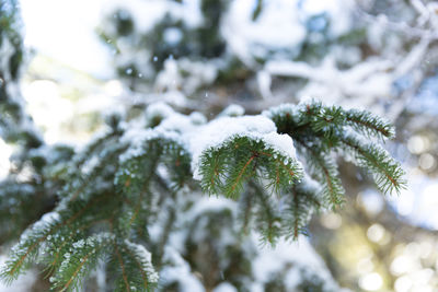 Close-up of snow covered pine tree