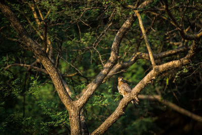 Bird perching on branch of tree