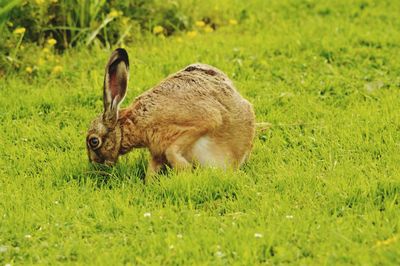 Rabbit grazing on grassy field
