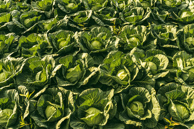 Cabbage field in a sunset light. beautiful vivid agriculture field in rural area in austria