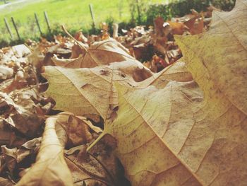 Close-up of dry maple leaves during autumn