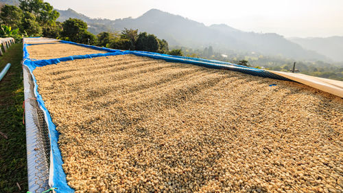 Dried coffee beans on the floor at factory chiang rai thailand.