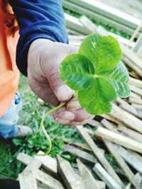 Close-up of hand holding leaf