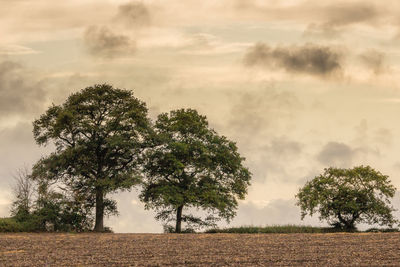 Trees on field against sky