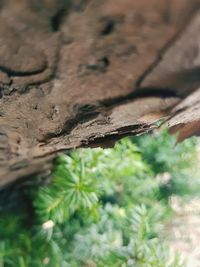 Close-up of tree trunk