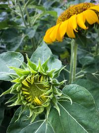 Close-up of yellow flowers blooming outdoors