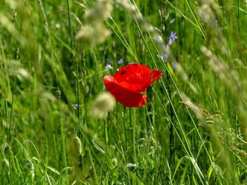 Close-up of red poppy flower on field