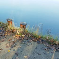 Plants growing on rock at lakeshore