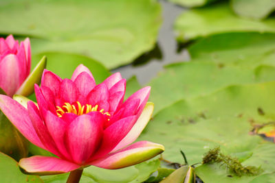 Close-up of flower