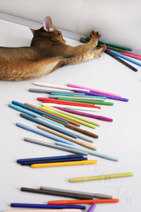 High angle view of cat lying by crayons on table