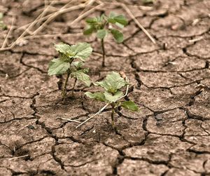 Close-up of plant growing on field