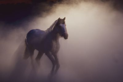 Horse running in a fog