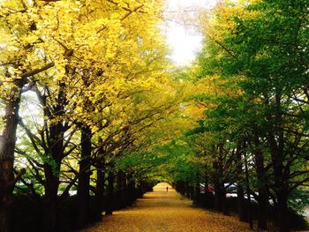 Footpath amidst trees in park during autumn